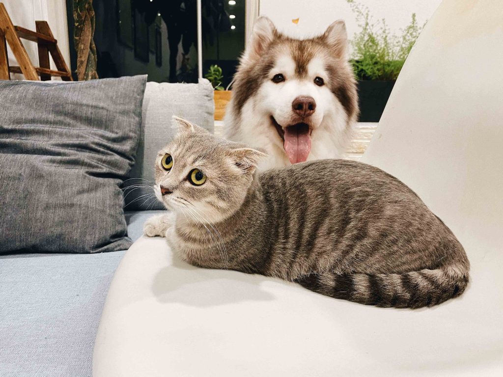 CAt-Dog-pets-Developed-By-Spear-Agency-Web-Development-Services-Available